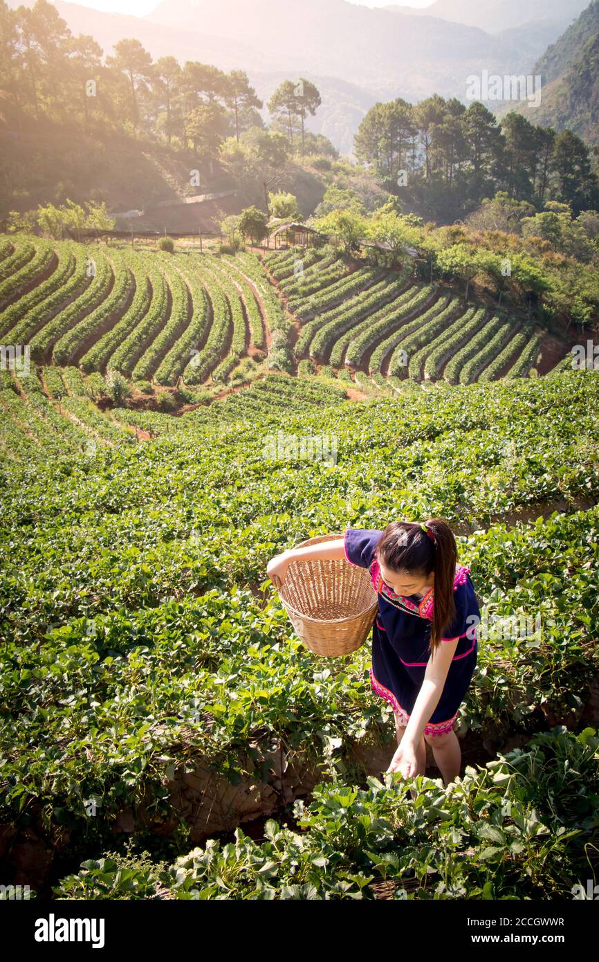 Junge asiatische Frauen aus Thailand pflücken Teeblätter auf Teeplantage am Morgen im Doi ang Khang Nationalpark, Chiang Mai, Thailand. Stockfoto