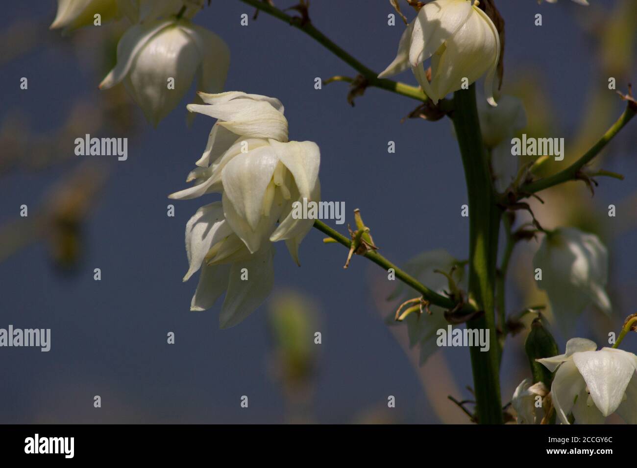 Yucca Blumen in Jamaica Bay National Wildlife Refuge Stockfoto