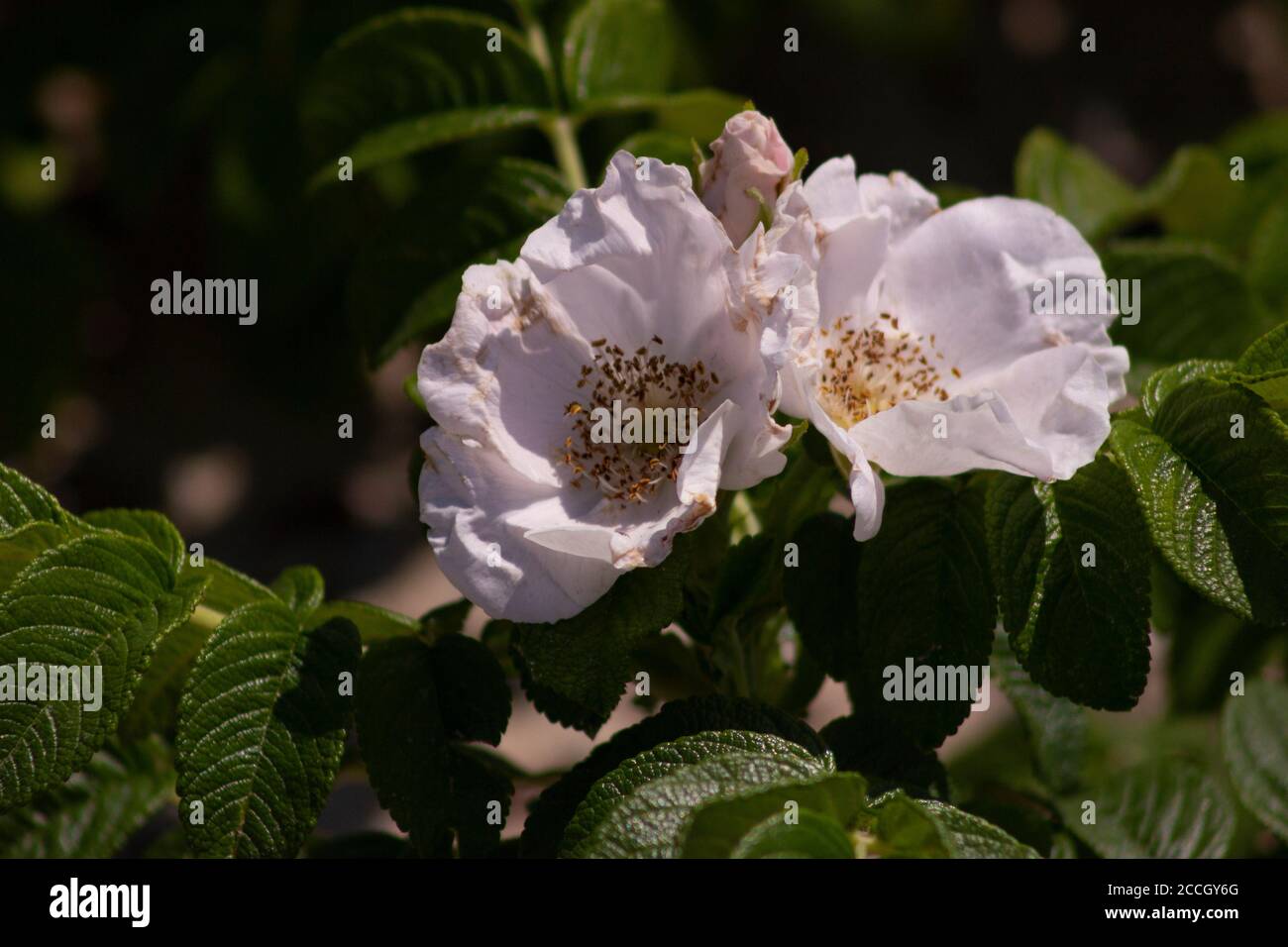 Ein Paar weiße Salz Spray Rose blüht entlang der Wanderwege im Jamaica Bay National Wildlife Refuge Stockfoto