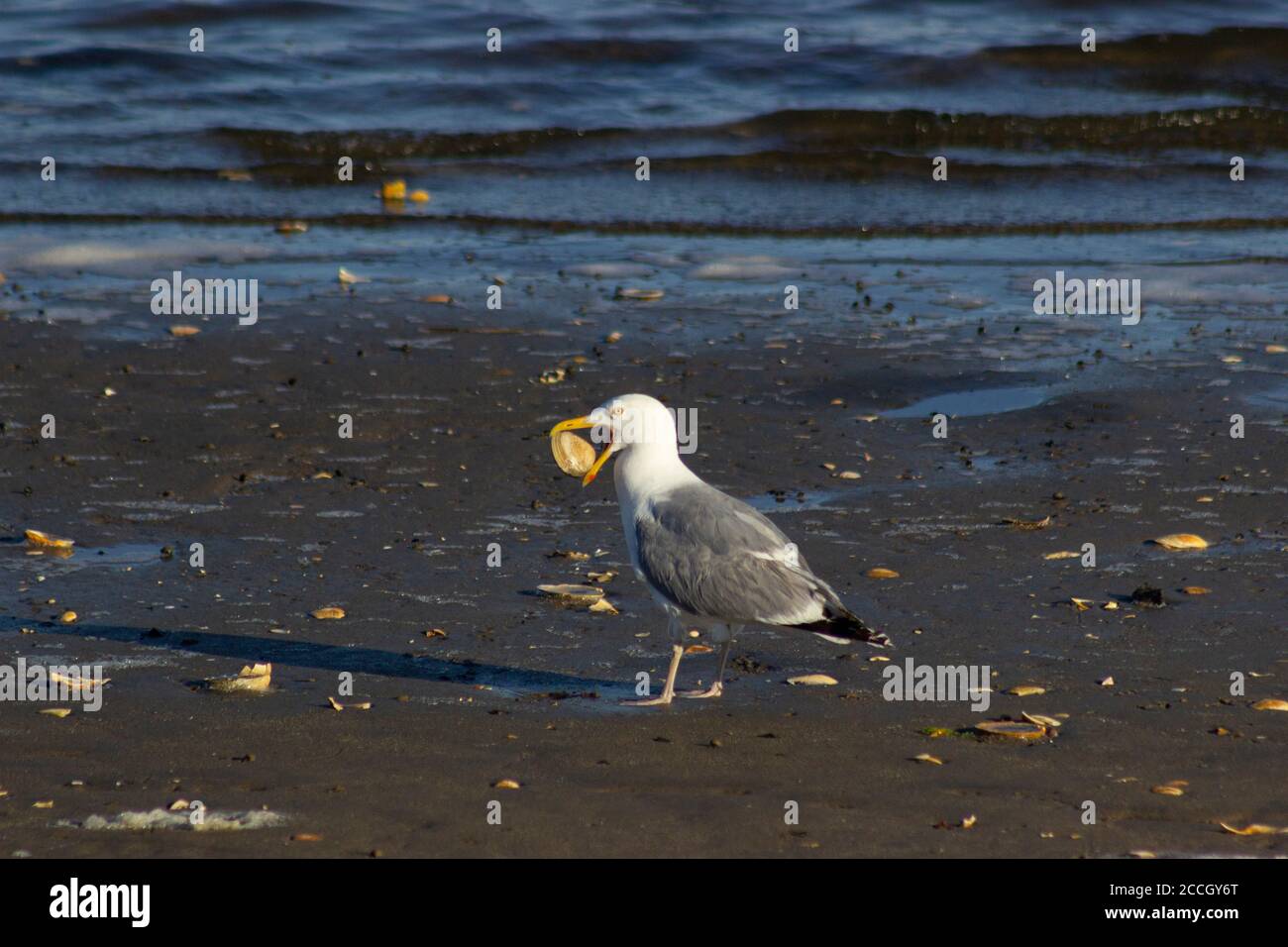 Eine Heringmöwe hält ein Muscheln in seinem Gesetzentwurf, am Strand entlang der südlichen Küste von Jamaica Bay National Wildlife Refuge Stockfoto