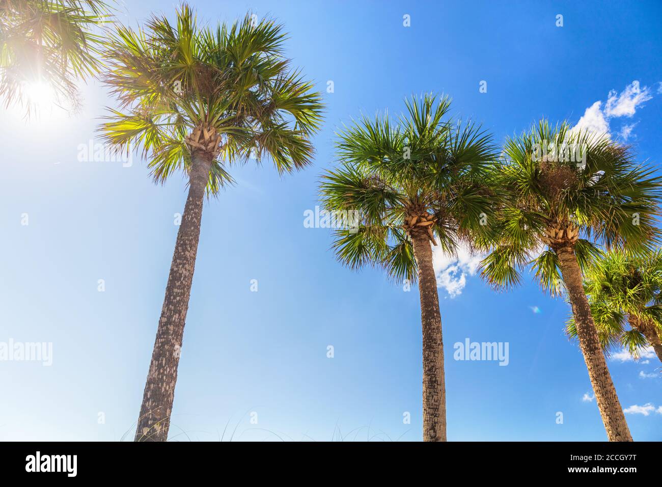 Sommer Sonne Hintergrund Strand Urlaub Palmen mit Sonneneinstrahlung Sonnenschein durch die Blätter des Baumes Stockfoto