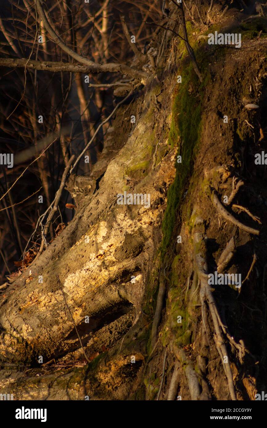 Ein entwurzelter Baum wächst Moos, Flechten und Pilze im Pelham Bay Park, New York Stockfoto