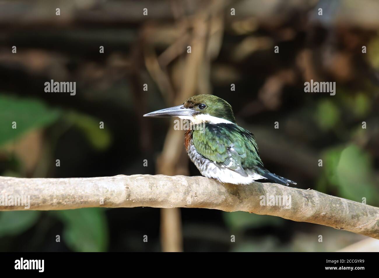 Grüner Eisvogel (Chloroceryle Americana), der auf einem Baum, Costa Rica, thront Stockfoto