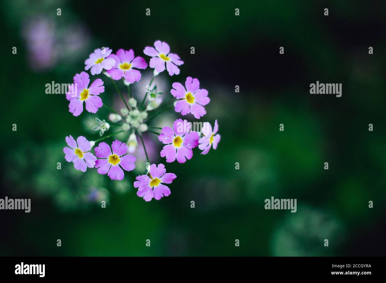 Schöne lila Blume auf grünem Blatt Hintergrund Stockfoto