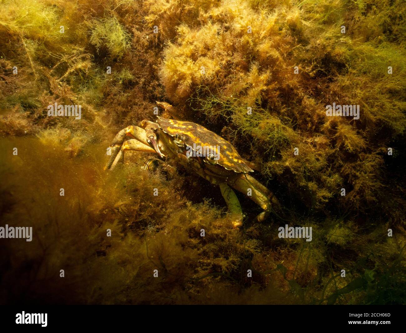 Ein Nahaufnahme Bild einer Krabbe unter Wasser. Bild aus Oresund, Malmö in Südschweden. Stockfoto