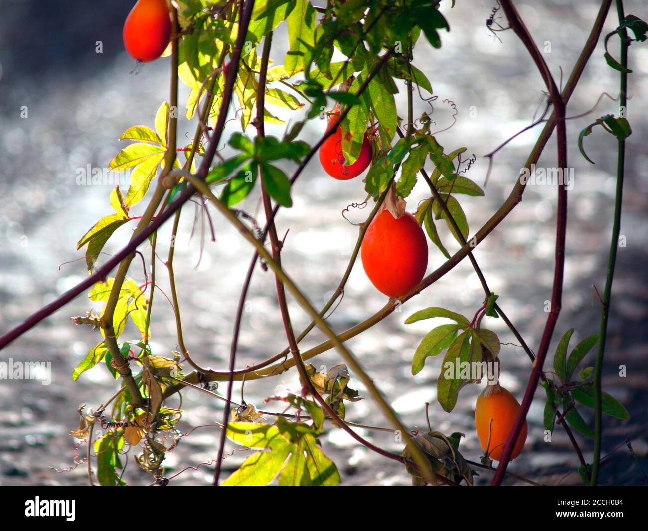 Eine Passionsfrucht-Pflanze in einer Seitenstraße von Roquebrun, Frankreich Stockfoto