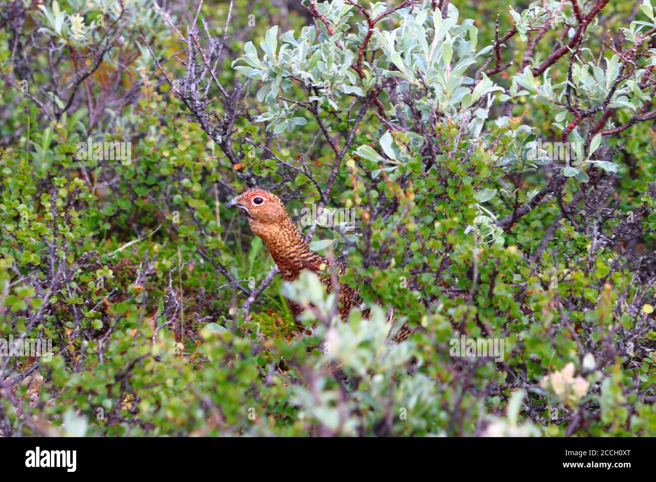 Weidenhuhn/Fjellryp (Lagopus) im Sommer Gefieder zwischen Weidensträuchern hinein Der Dovrefjell-Sunndalsfjella Nationalpark im Zentrum Norwegens Stockfoto