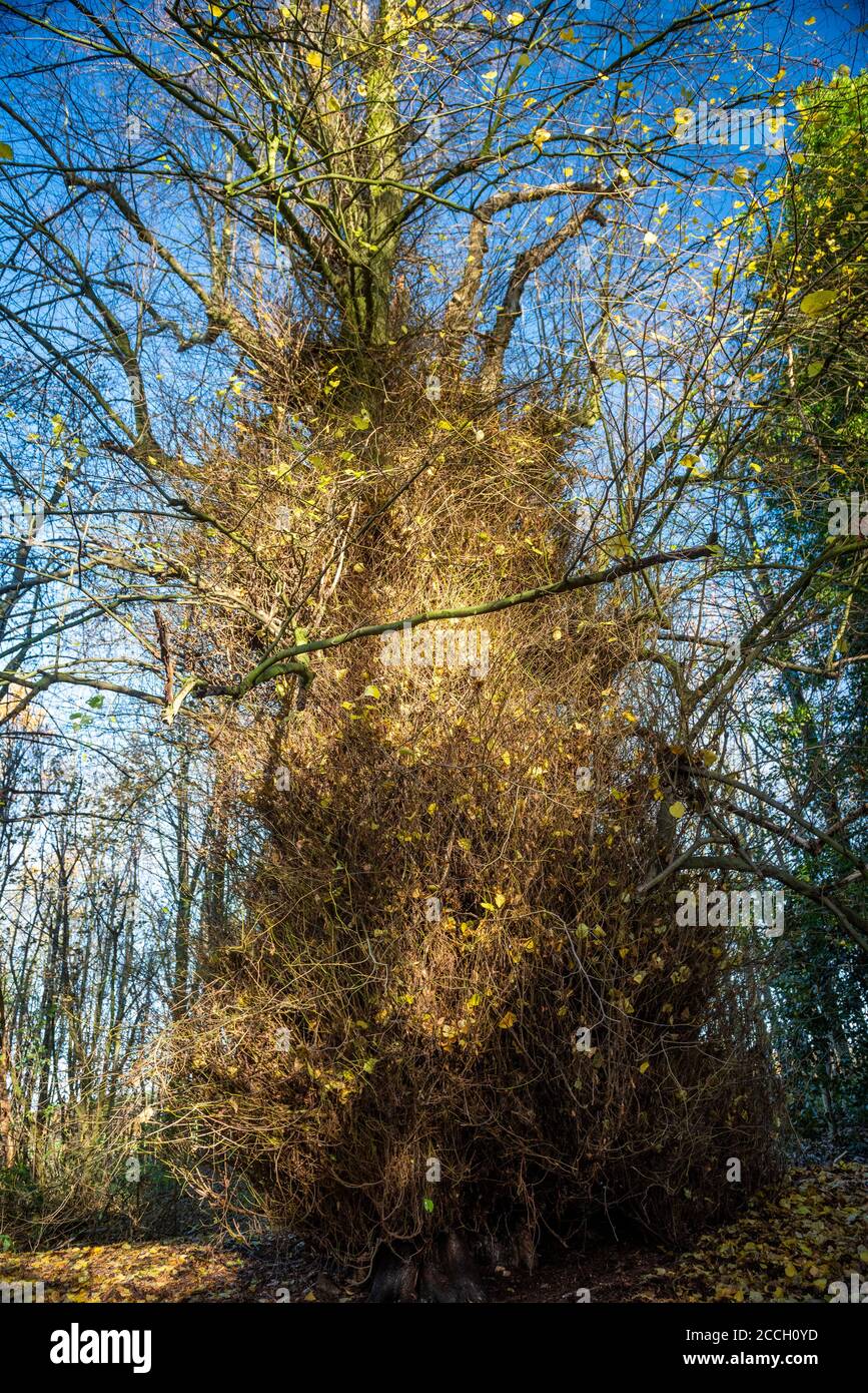 Ein haariger Baum im Yorkshire Sculpture Park in der Nähe von Wakefield, Yorkshire, Großbritannien Stockfoto