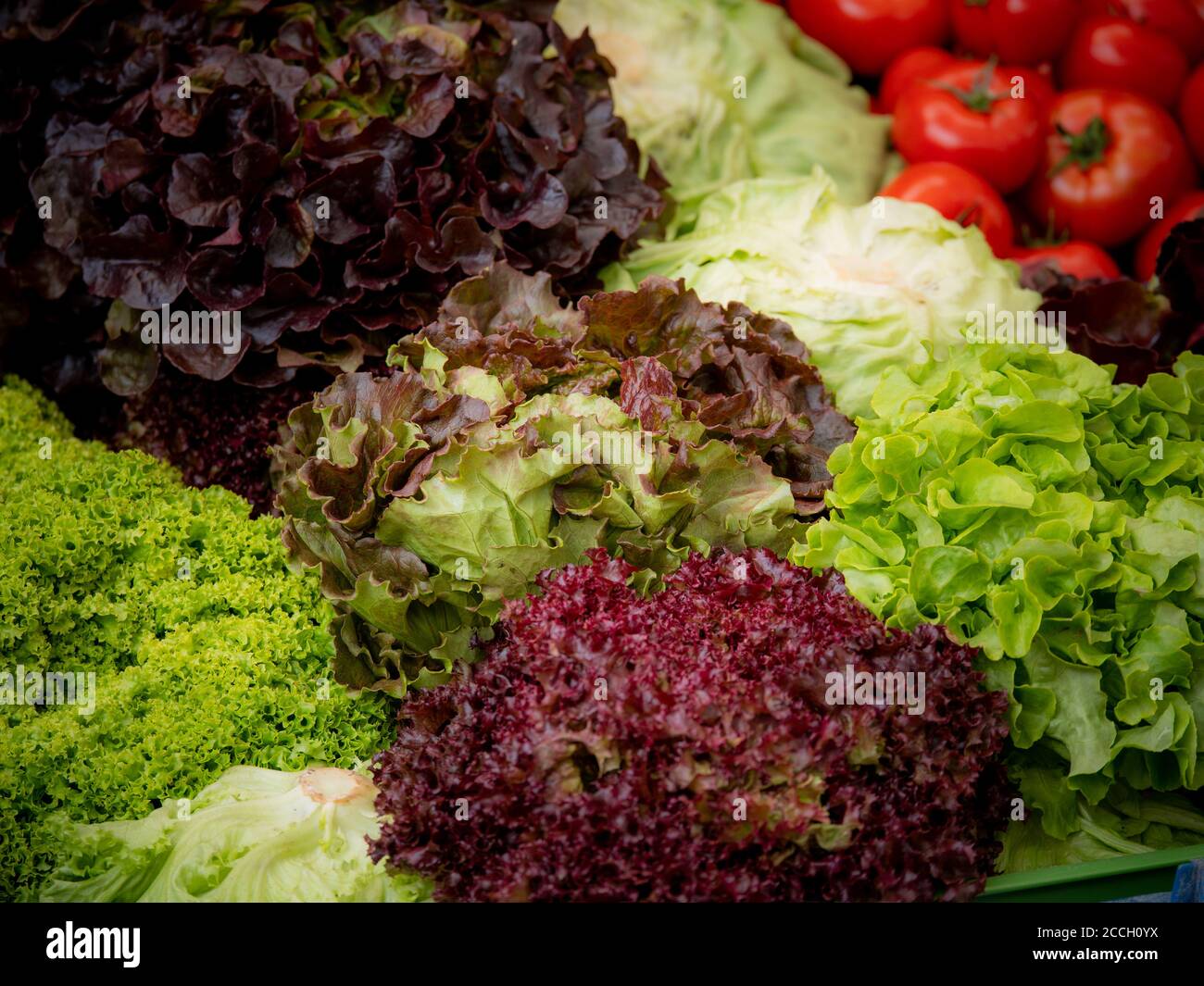 Salaternte: Ein Regenbogen von bunten Feldern von Sommerkulturen Salatpflanzen , einschließlich gemischte grüne, rote, lila Sorten. Stockfoto