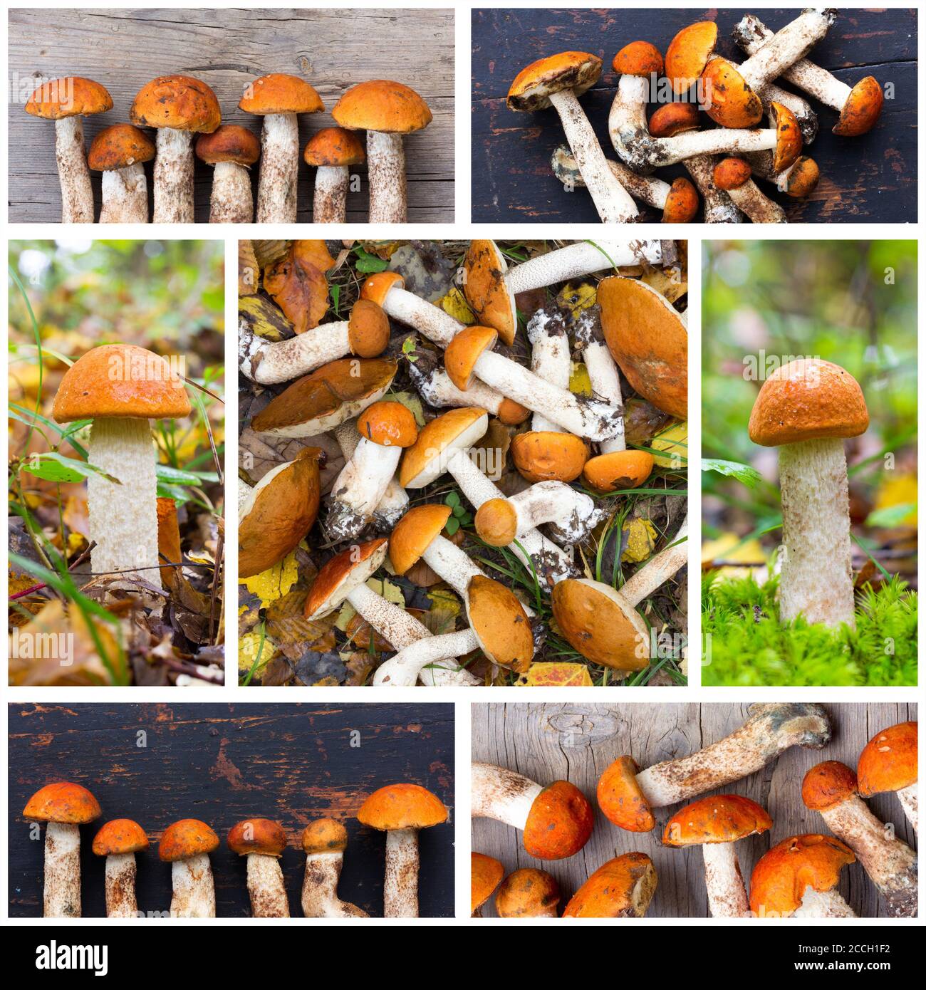 Eine Collage von Fotos von Pilzen Espen Pilze (Fotos alle meine) Stockfoto