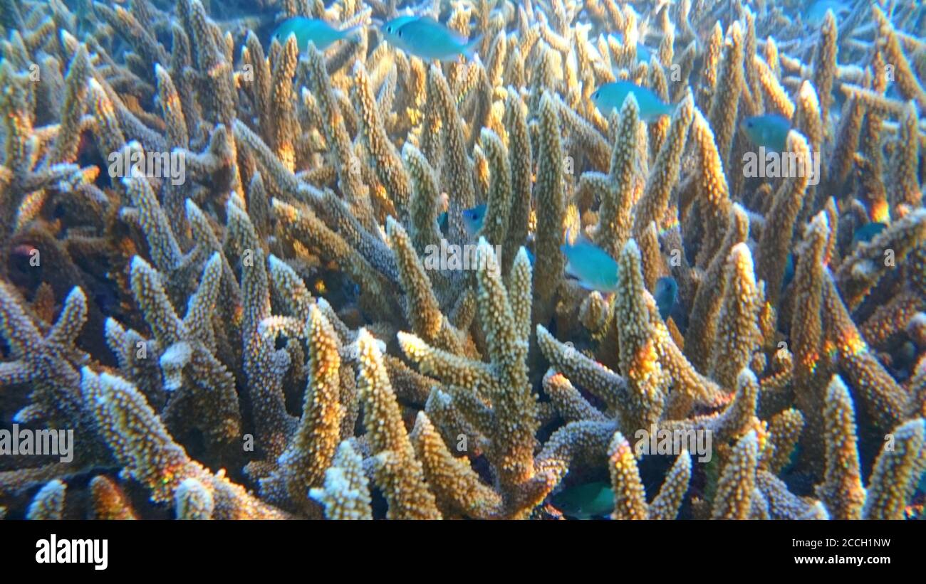 Korallen, unterwasser Stockfoto