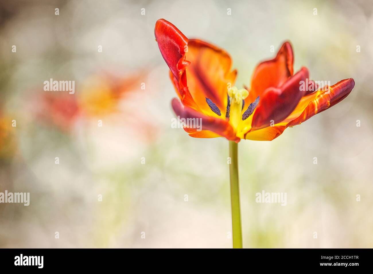 Rote und gelbe Tulpenblume mit Bokeh Hintergrund Stockfoto