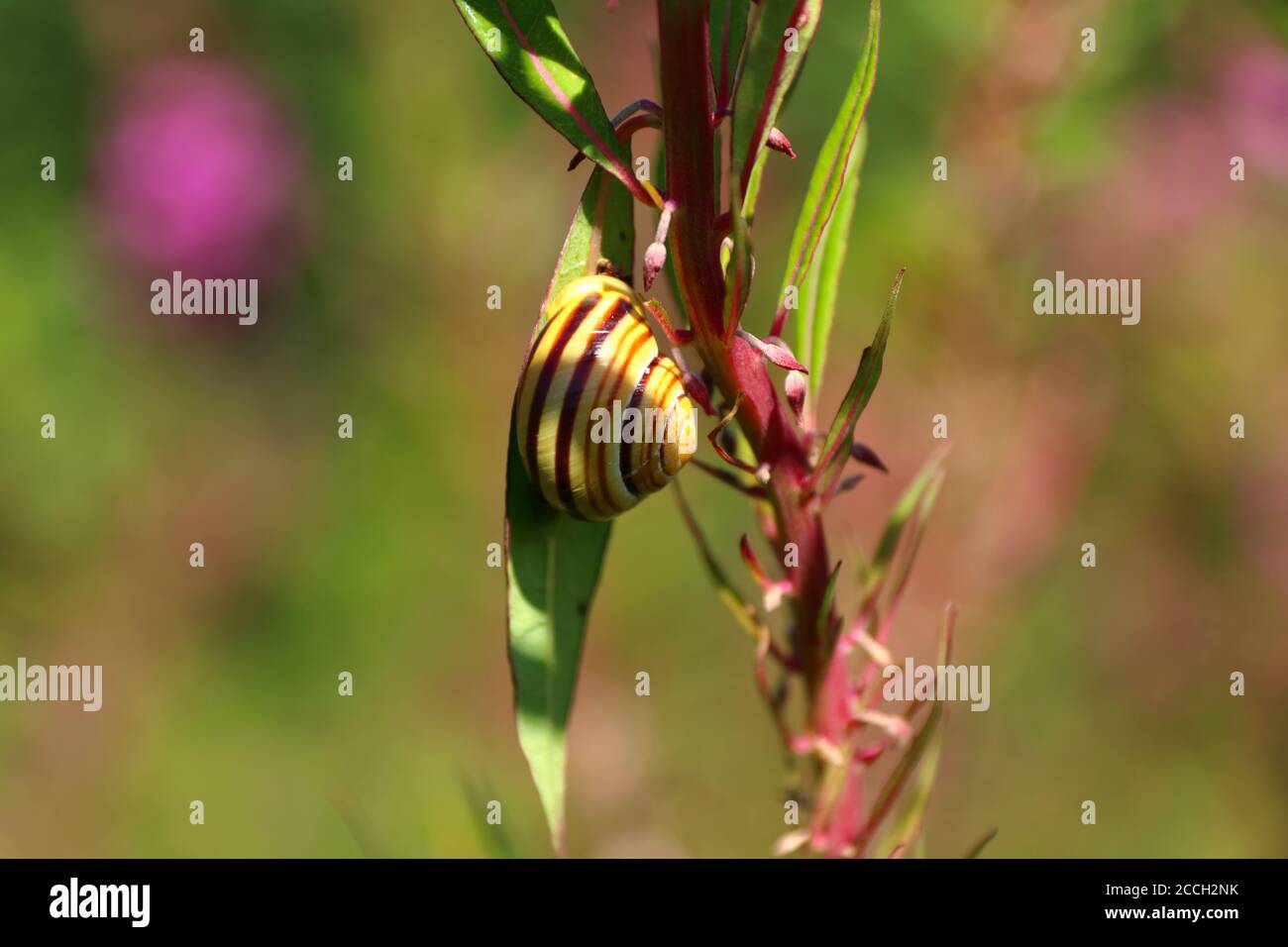 Weißlippschnecke (Cepaea hortensis) Kleben auf einem Feuerweed Blatt im späten norwegischen Sommer Stockfoto