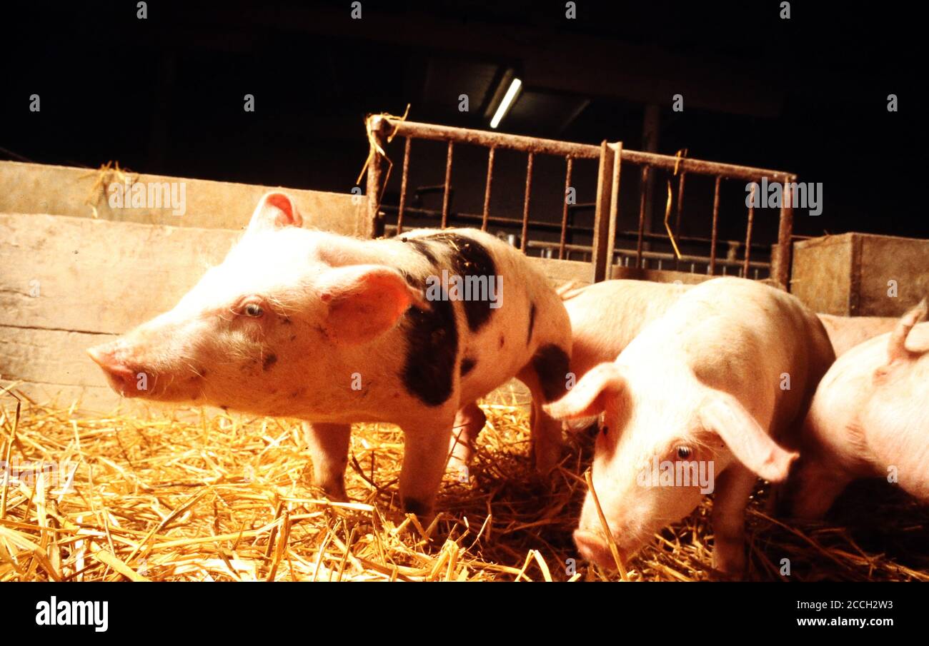 Neugierige junge Schweine in ihrem Stall Stockfoto Neugierige junge Schweine in ihrem Stall Stockfoto