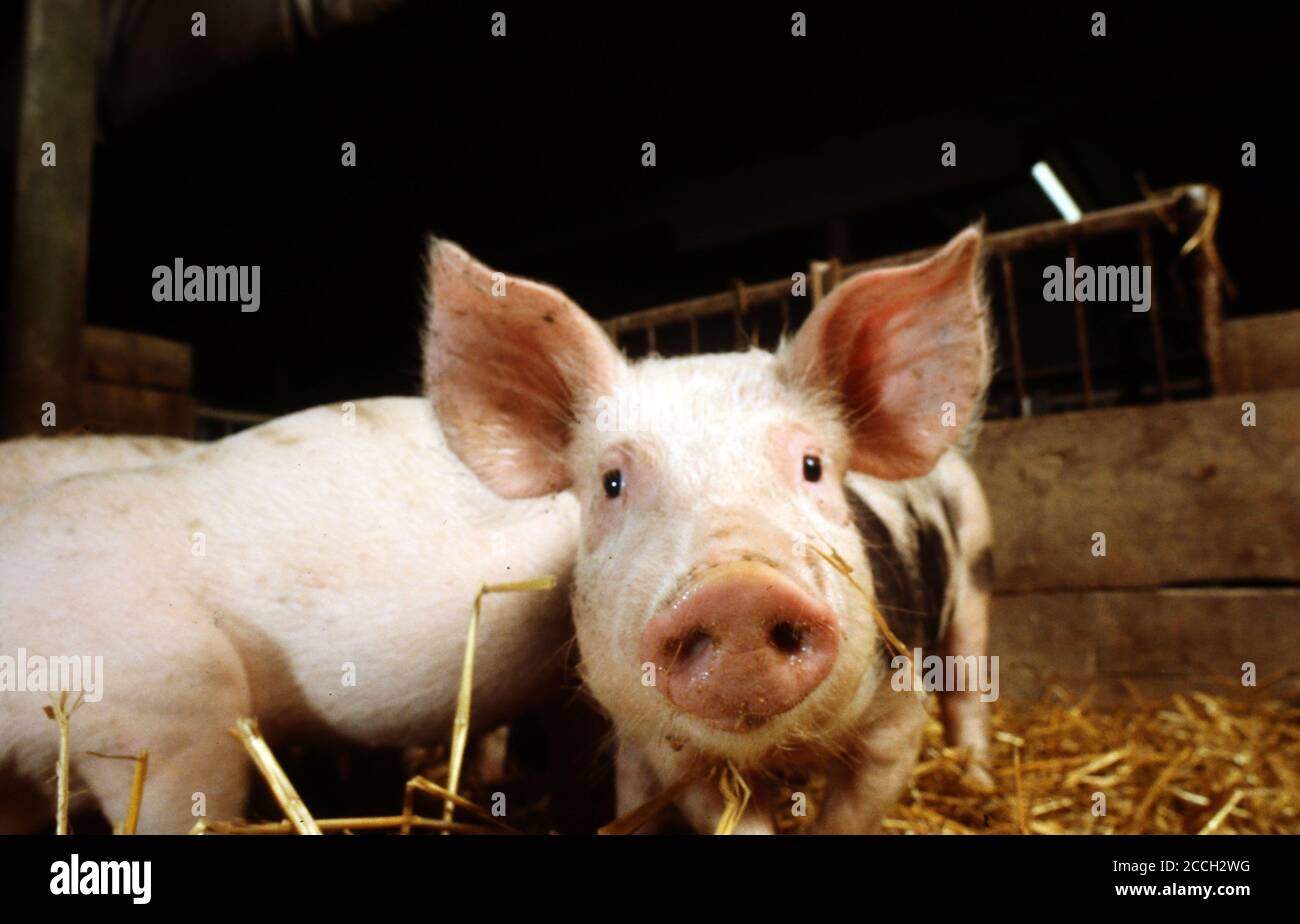 Neugierige junge Schweine in ihrem Stall Stockfoto Neugierige junge Schweine in ihrem Stall Stockfoto