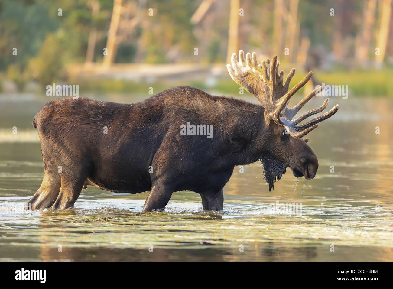 Bullen Elche alces alces wating durch einen See in Rocky Mountain National Park Stockfoto