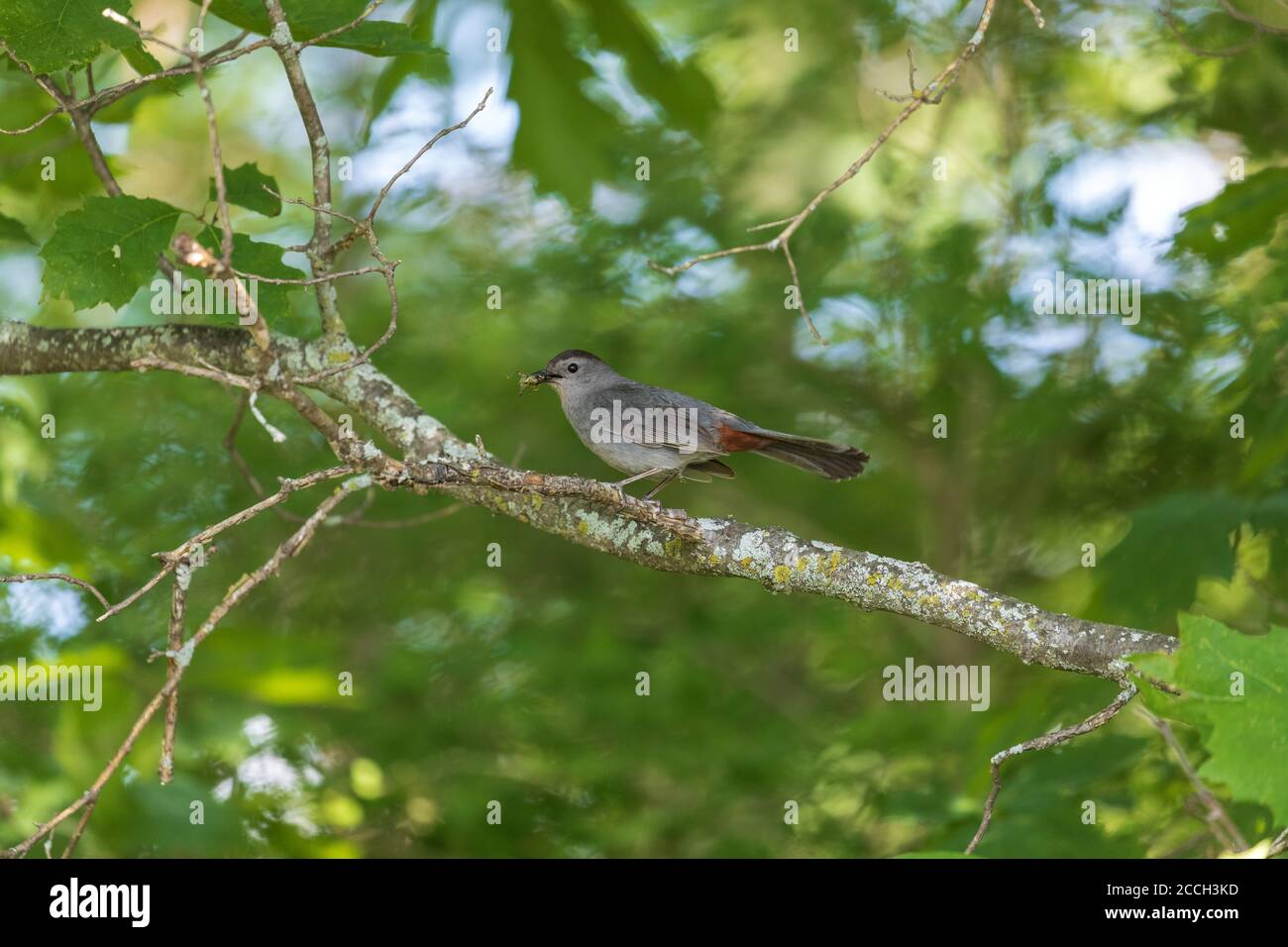 Grauer Welsel an einem Juni-Tag im Norden von Wisconsin. Stockfoto