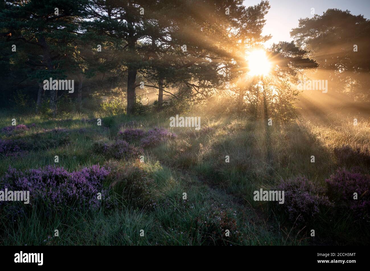 Sonnenstrahlen bei Sonnenaufgang im nebligen Sommerwald mit Heidekraut Stockfoto