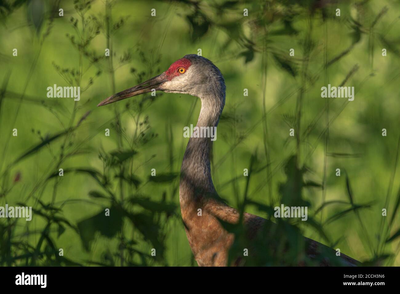 Sandhill Kran im Schatten eines Choke Kirsche Baum zu Fuß. Stockfoto