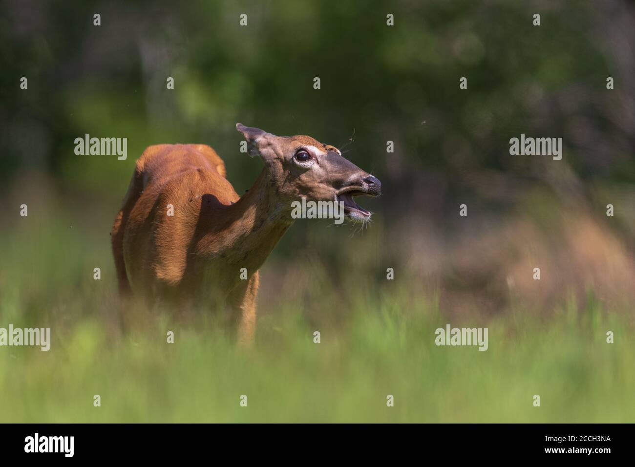 Weißschwanz-Rehe, die an einem warmen Julinachmittag versucht, Insekten abzuschütteln. Stockfoto