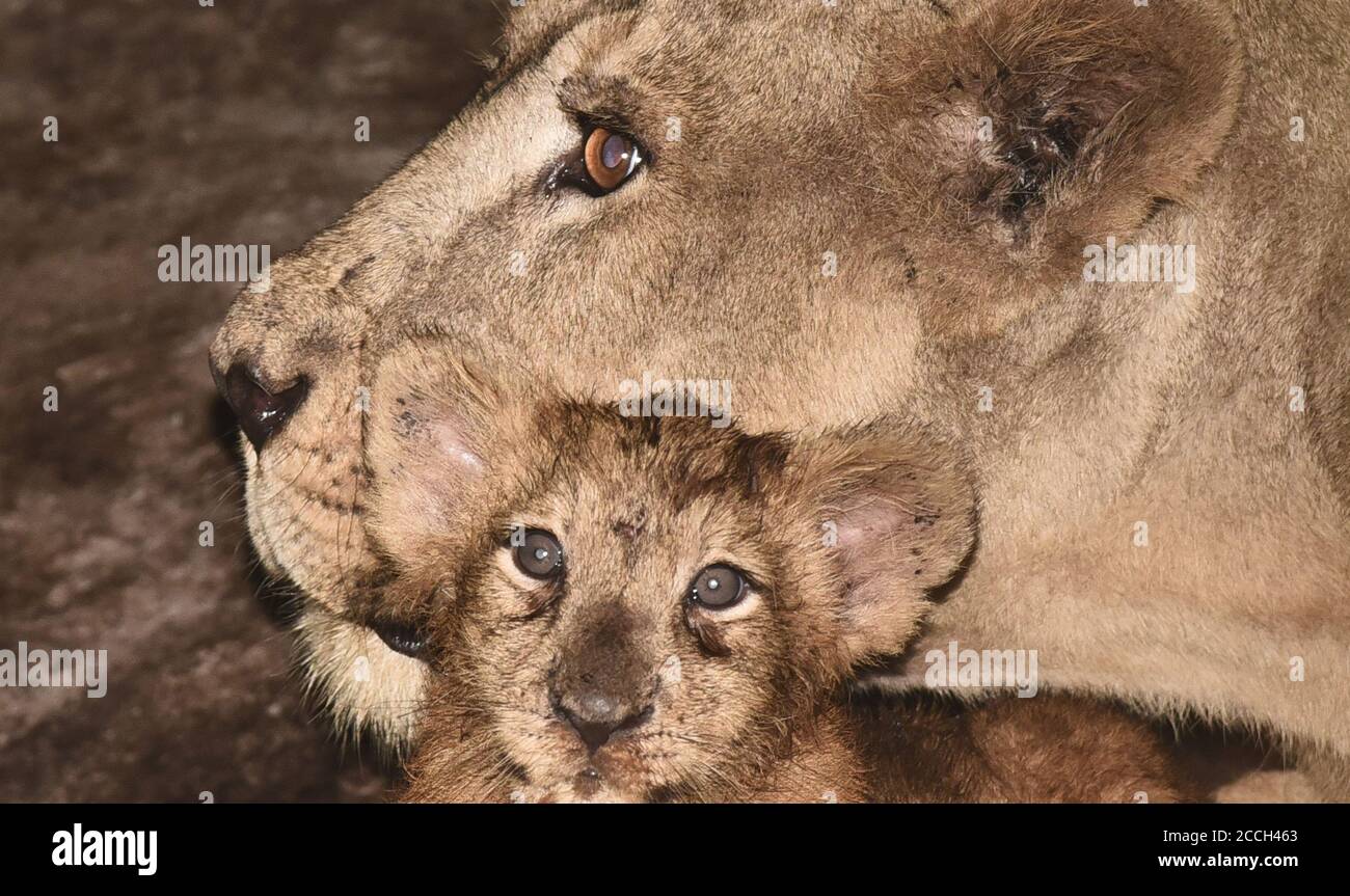 Guwahati, Indien. August 2020. Eine Löwin und ihr Junge werden in einem Zoo in Guwahati, Indien, am 22. August 2020 gesehen. Der Zoo begrüßte die Geburt eines Löwen und zweier Tigerjungen im Mai. Quelle: Str/Xinhua/Alamy Live News Stockfoto