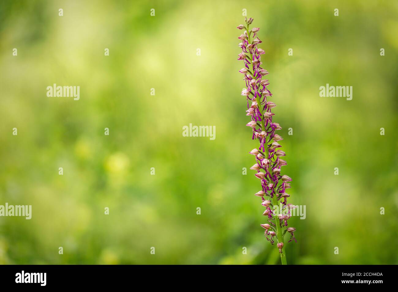 Eine isolierte rosa und blühende Blume mit einem Bokeh Hintergrund. Wilde Blumen Stockfoto