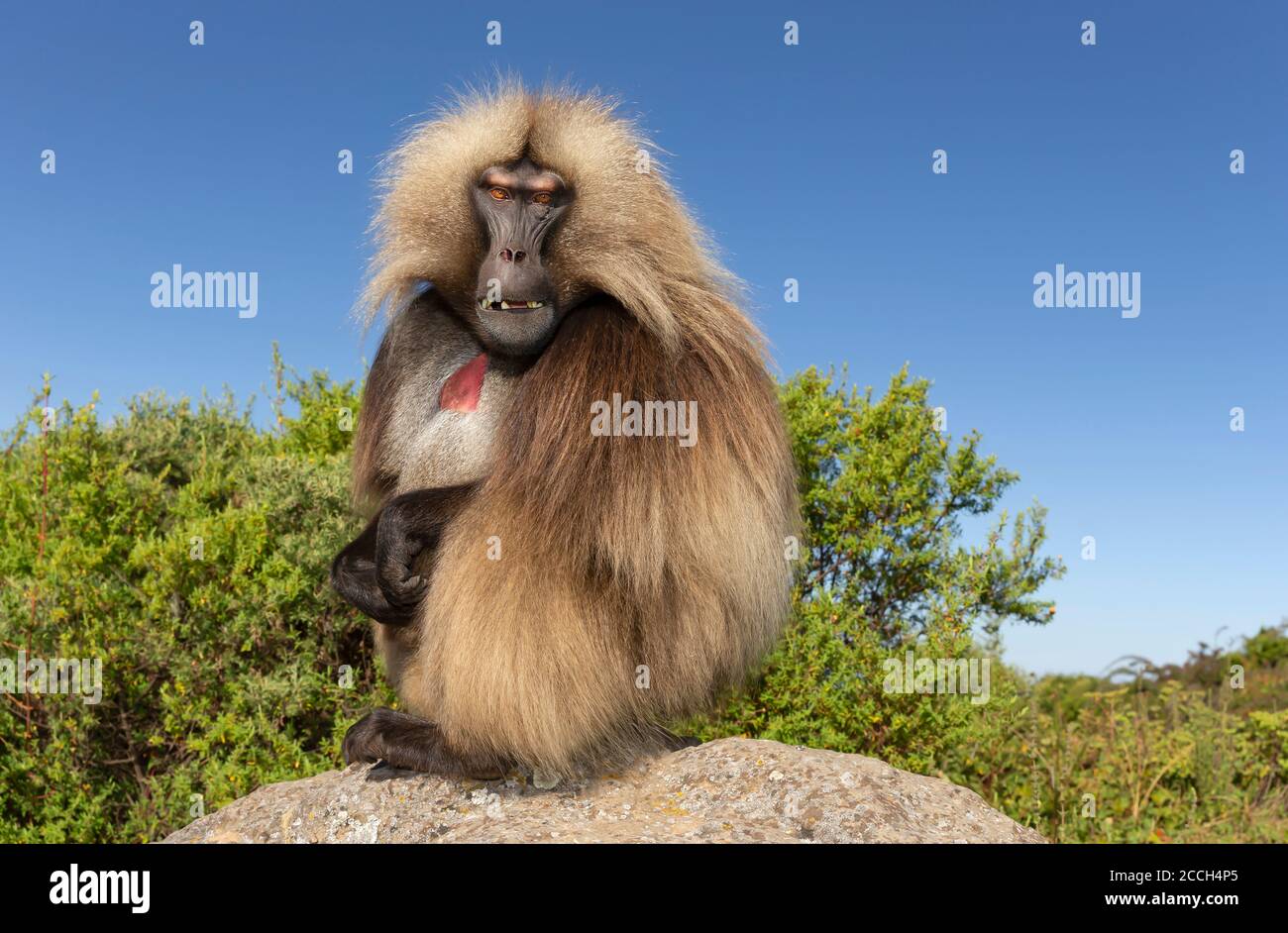 Nahaufnahme eines männlichen Gelada-Affen (Theropithecus gelada), der auf einem Felsen gegen blauen Himmel sitzt, Simien-Berge, Äthiopien. Stockfoto