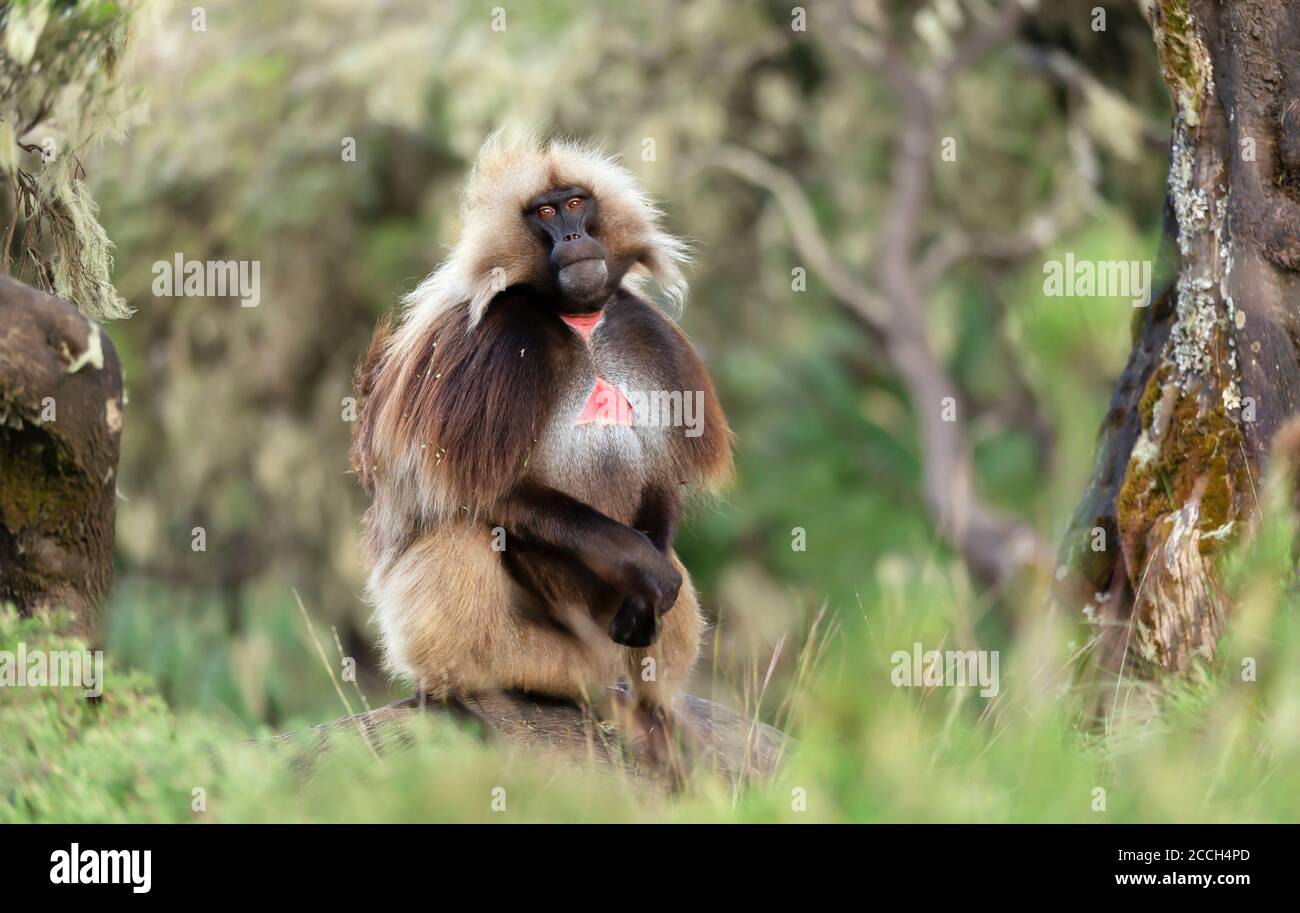 Nahaufnahme des männlichen Gelada-Affen (Theropithecus gelada) im Gras sitzend mit Bäumen im Hintergrund, Simien Berge, Äthiopien. Stockfoto