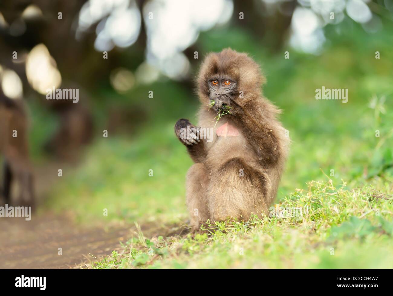 Nahaufnahme von einem Baby Gelada Affen essen Gras, Simien Berge, Äthiopien. Stockfoto