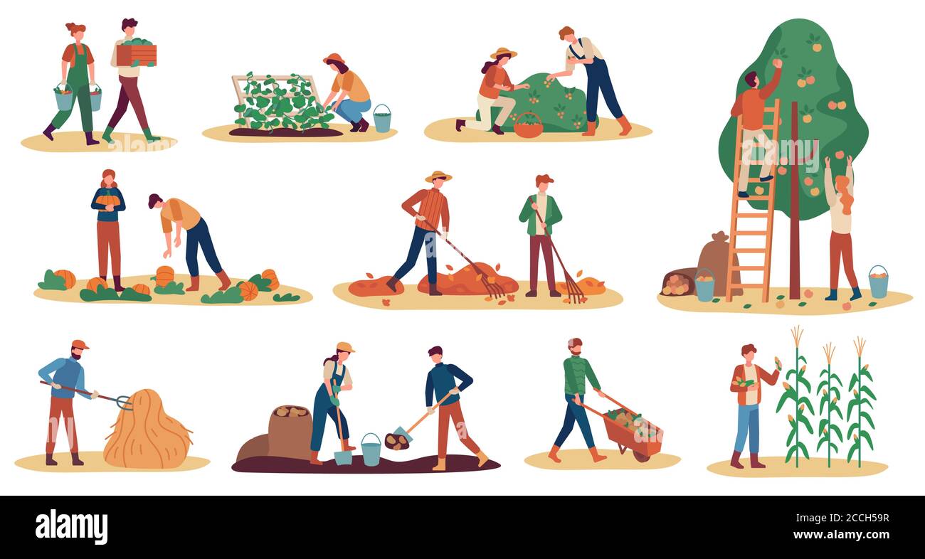 Herbsternte. Farmarbeiter sammeln Getreide reifen Gemüse, Kommissionierung Früchte und Beeren, entfernen Blätter, Saison Landwirtschaft Vektor-Set Stock Vektor