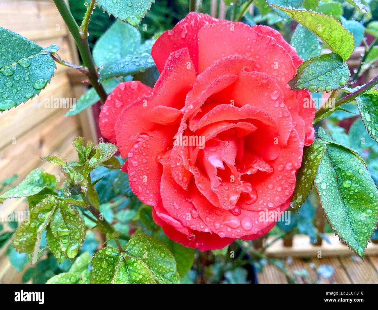 Schöne rote Rose glitzert nach einem Regen mit Wassertröpfchen Dusche Stockfoto