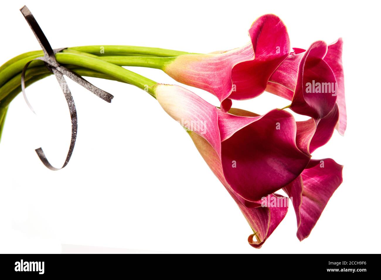 Weiche rote Calla Blumen isoliert auf weißem Hintergrund. Rosa Calla Lilien mit kleiner eleganter Schleife. Stockfoto
