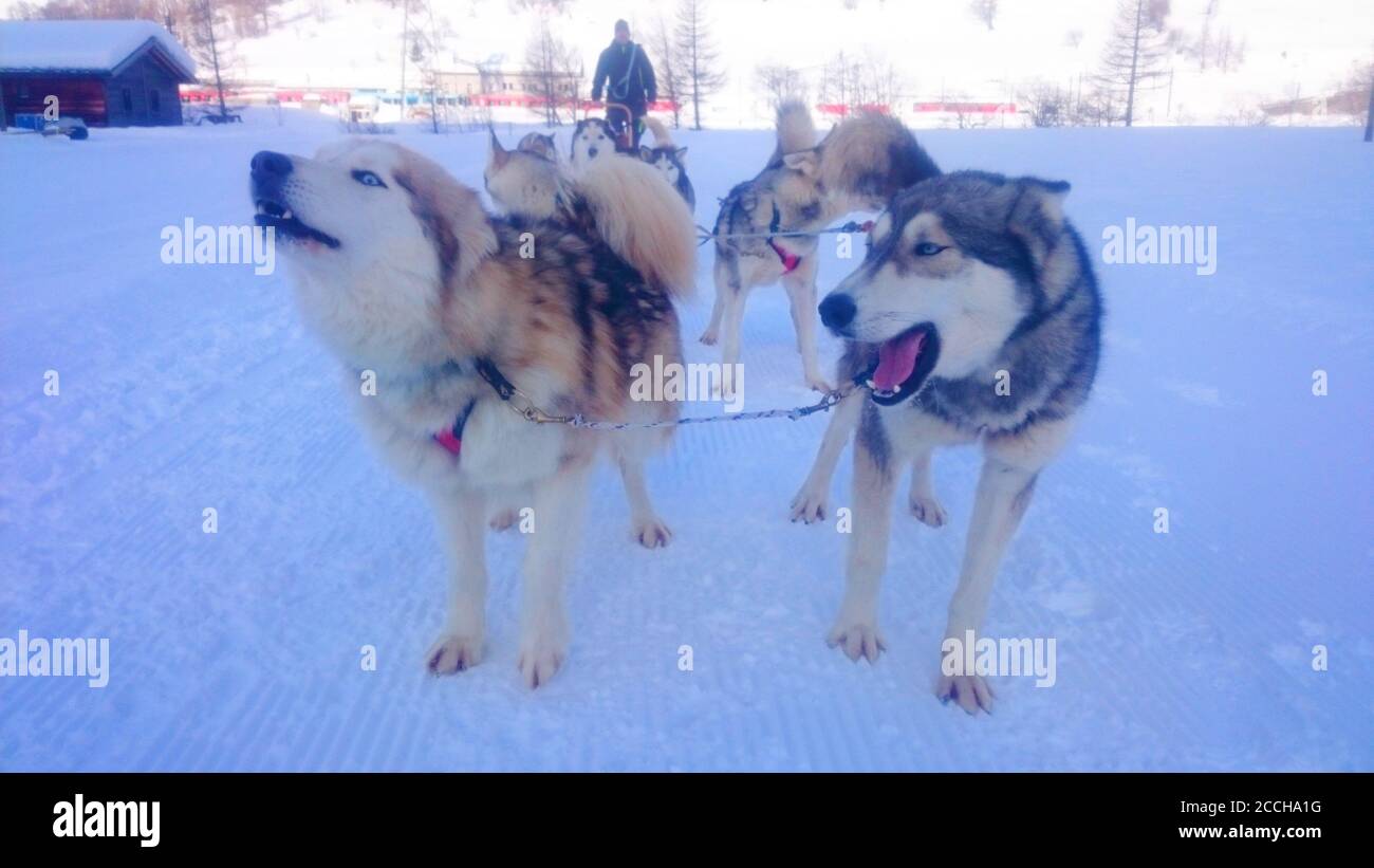 Huskies im Schnee Stockfoto