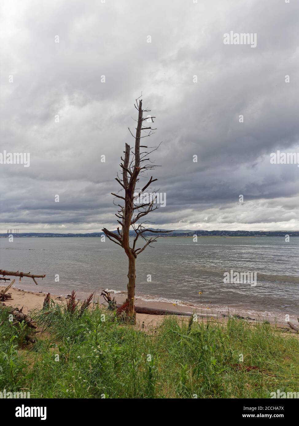 Ein Kiefernstumpf aus toten Schotten steht aufrecht an einem kleinen Sandstrand auf der Südseite der Tay-Mündung in der Nähe von Tayport, auf dem Fife Coastal Walk. Stockfoto