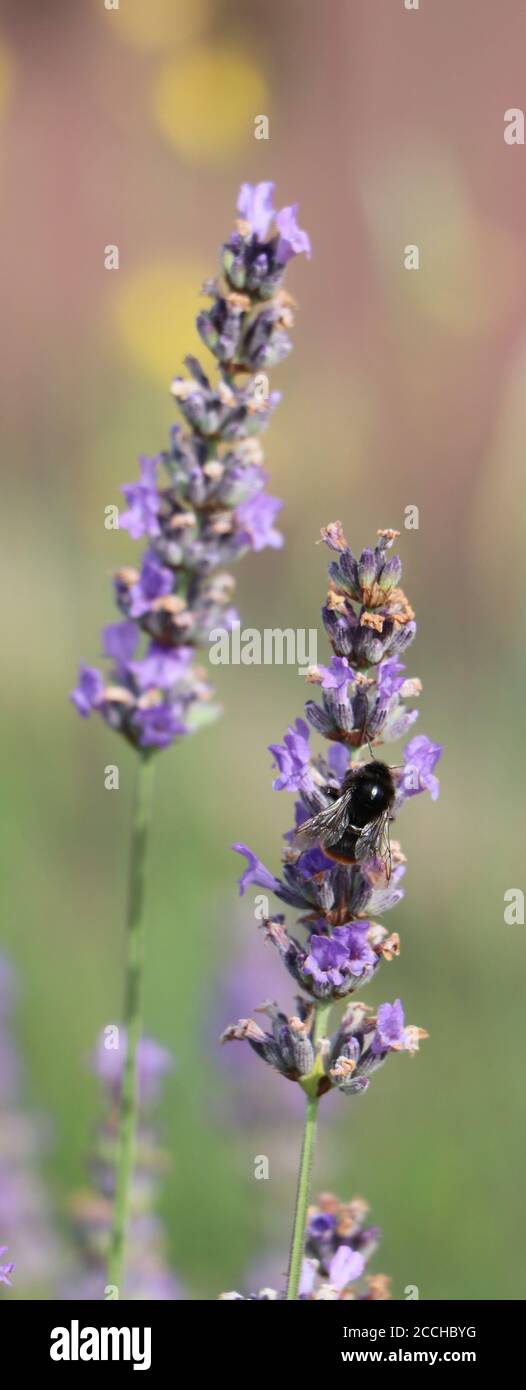 Bumbelbee auf Lavendel Stockfoto