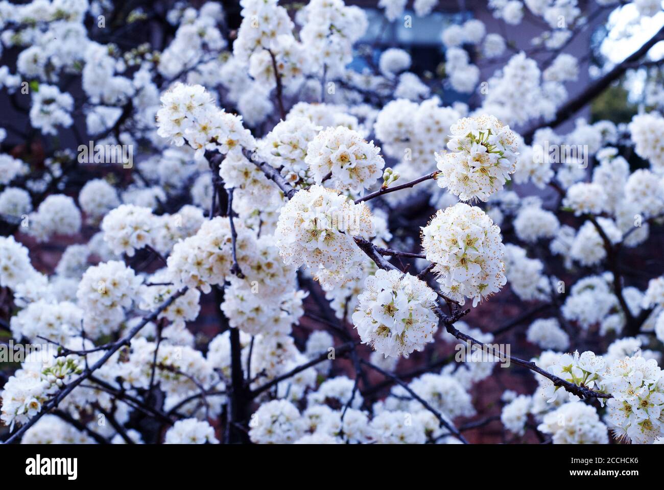 Pflaume Coccoloba diversifolia Baum blüht Stockfoto