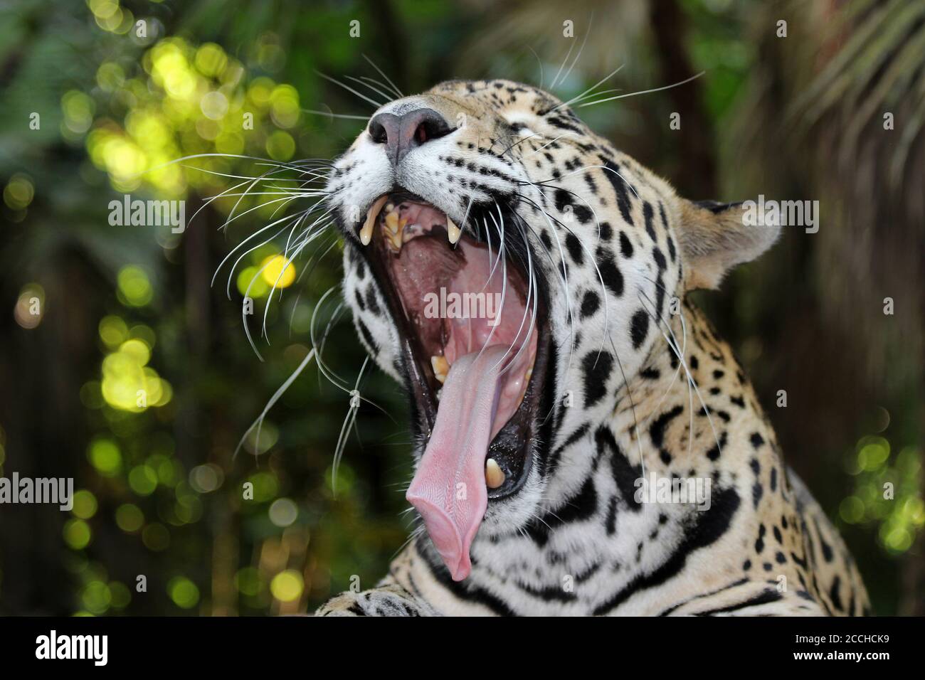 Jaguar (Panthera onca) gähnend Stockfoto