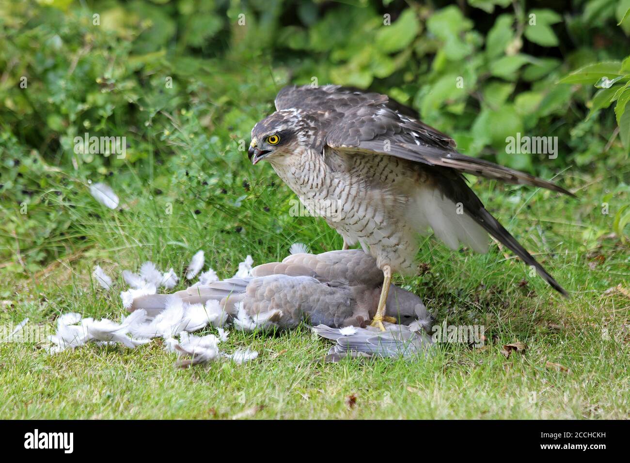 Sperber (Accipiter nisus) Weibchen mit Halsbandtaube (Streptopelia decaocto) Beute Stockfoto