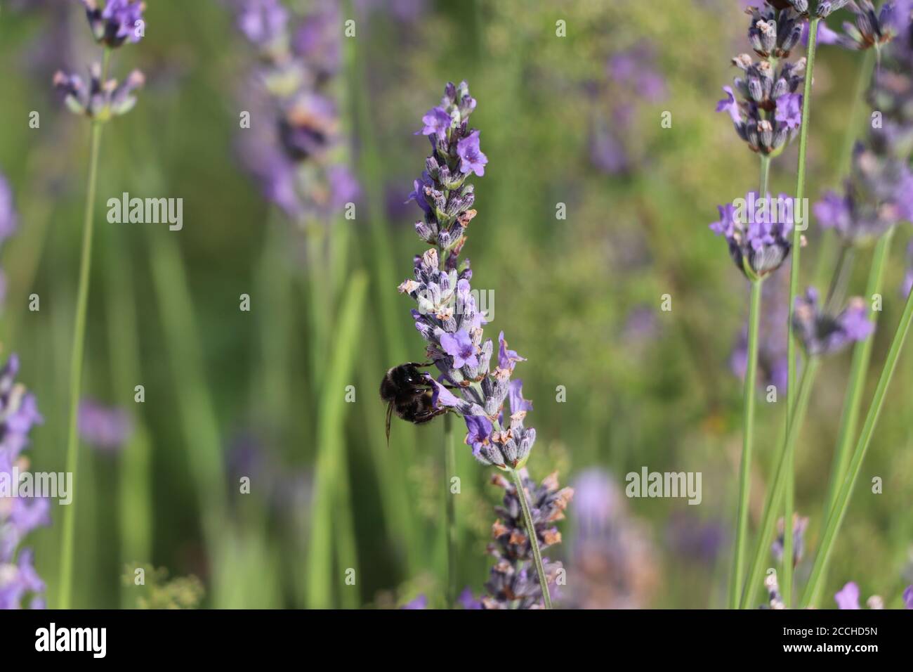 Bumbelbee auf Lavendel Stockfoto