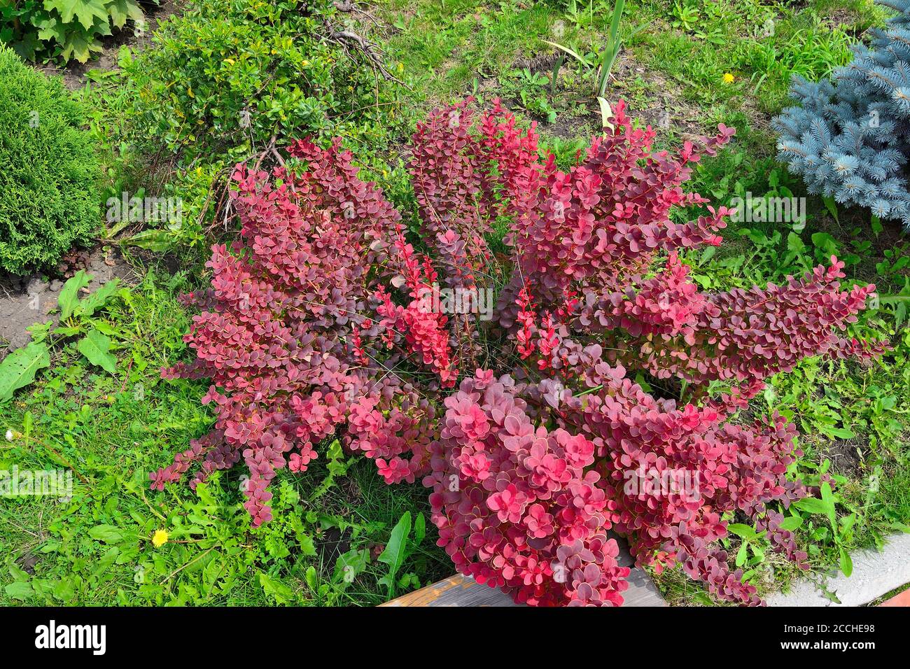 Sorte Thunbergs Berberitze (Berberis thunbergii 'Bewunderung') in felsigen Garten. Heller Zierbusch mit gelbem Rand auf leuchtend rot-burgunderroten Blättern Stockfoto