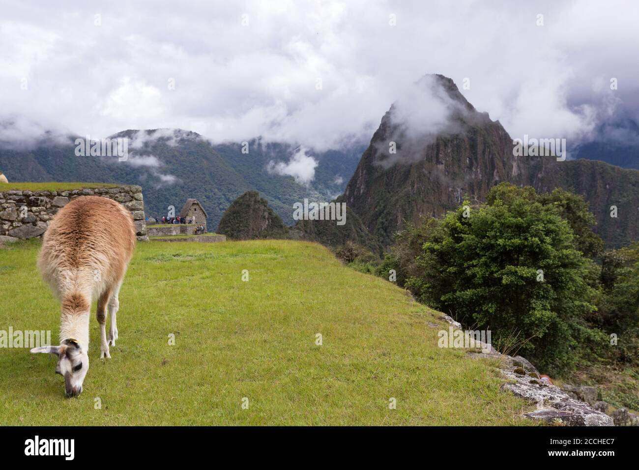 Lama in den Ruinen der Stadt Machu Picchu, in Peru Stockfoto