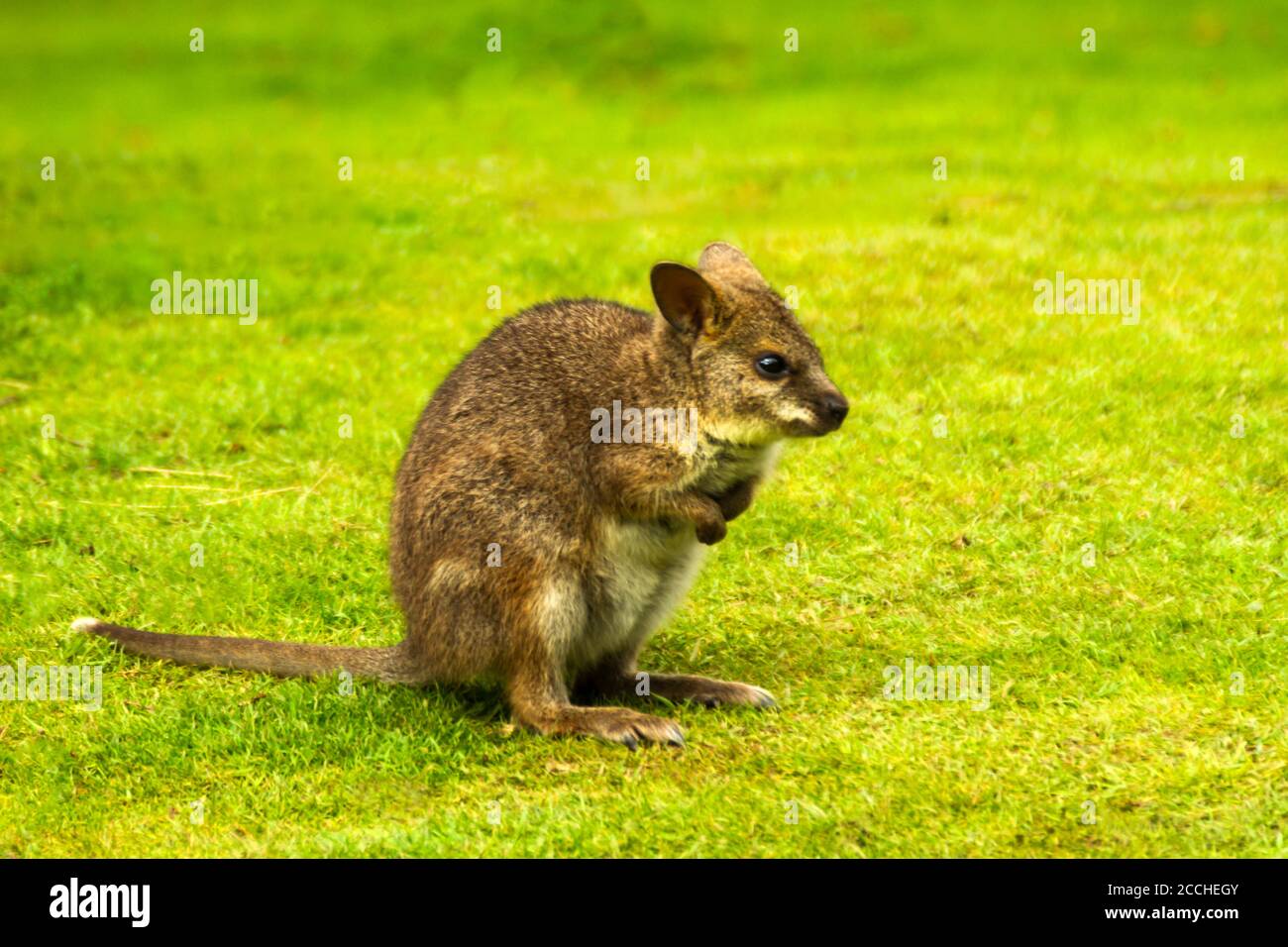 Wallaby mit rotem Hals, Macropus rufigriseus, sitzend auf Gras Stockfoto