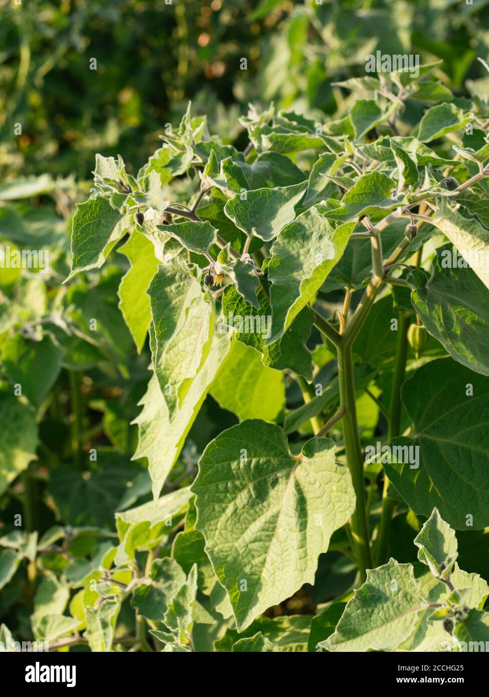 Physalis peruviana Pflanzen wachsen in einem Garten mit Blumen und Grüner Kelch Stockfoto