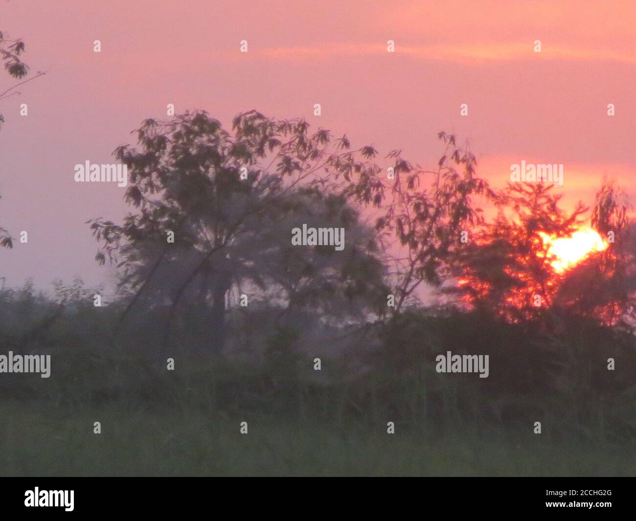 Blick auf den Sonnenuntergang hinter Bäumen Stockfoto