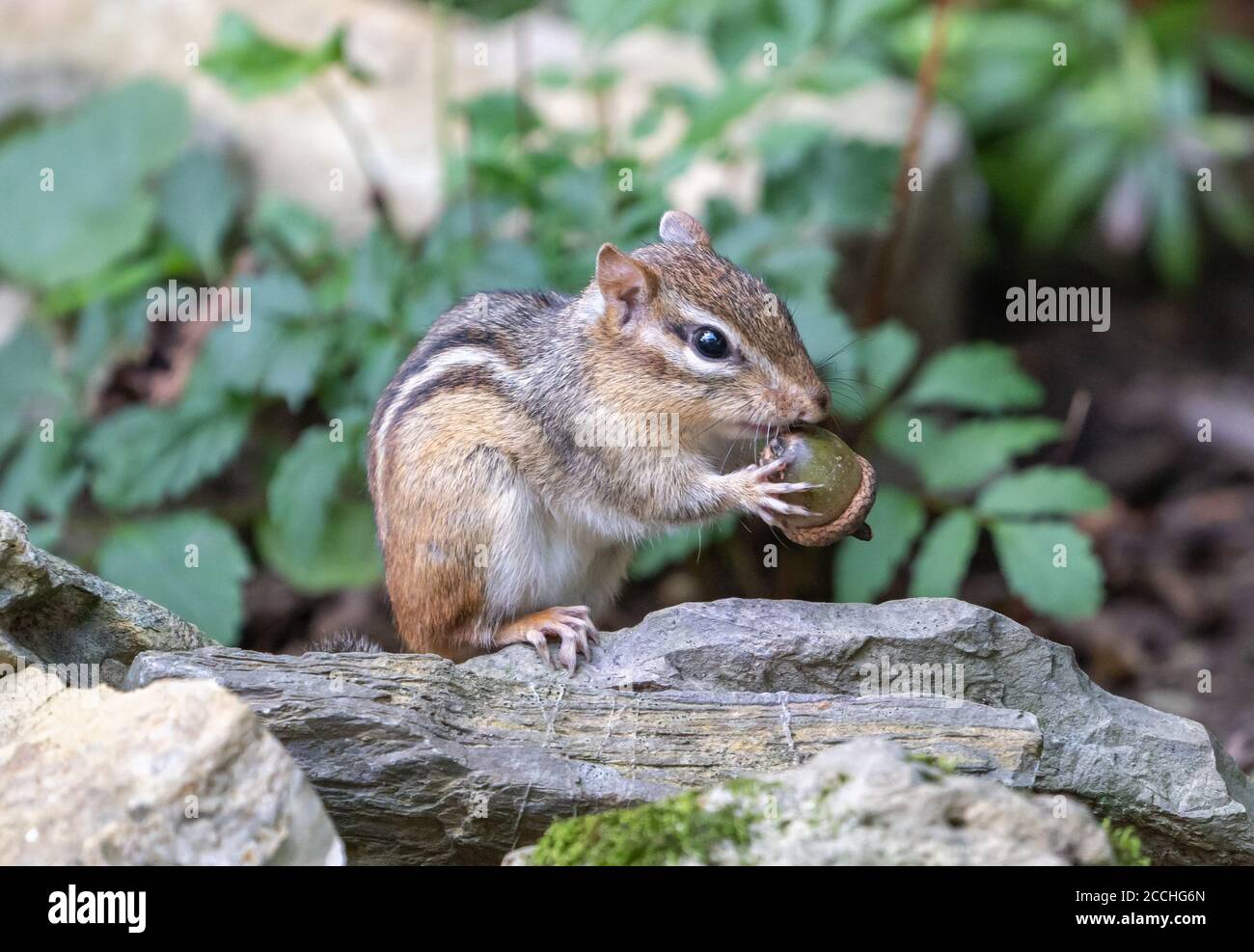 Süßes kleines östliches Chipmunk, das Eichel isst. Stockfoto