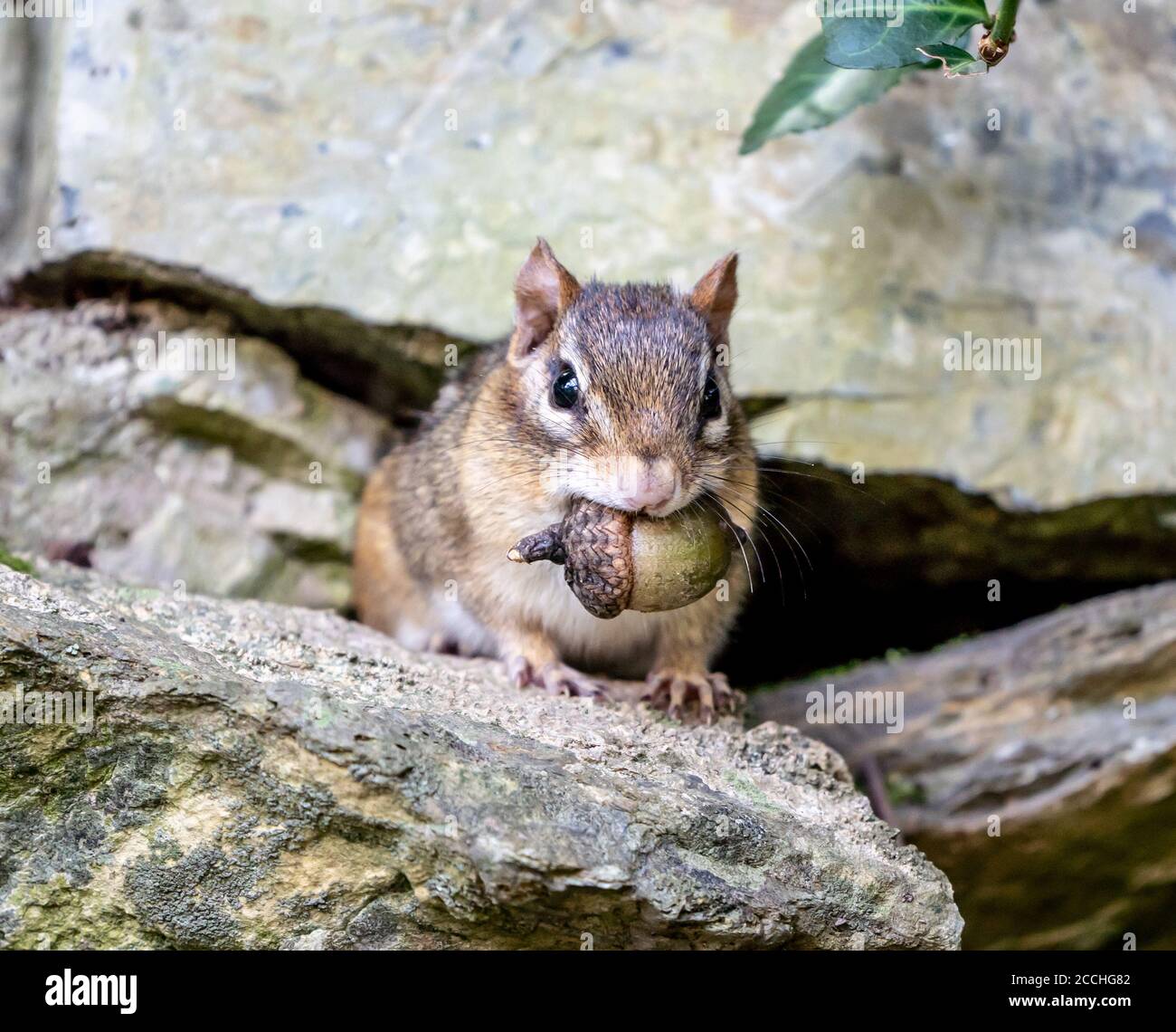 Östlicher Chipmunk (Tamias striatus) mit Eichel im Mund. Stockfoto