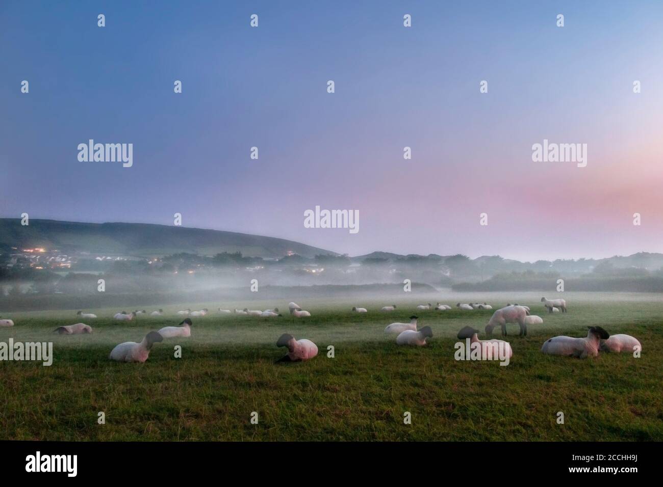 Schafe entspannen sich in der Dämmerung, während ein Meeresnebel hereinrollt Von der Küste Stockfoto