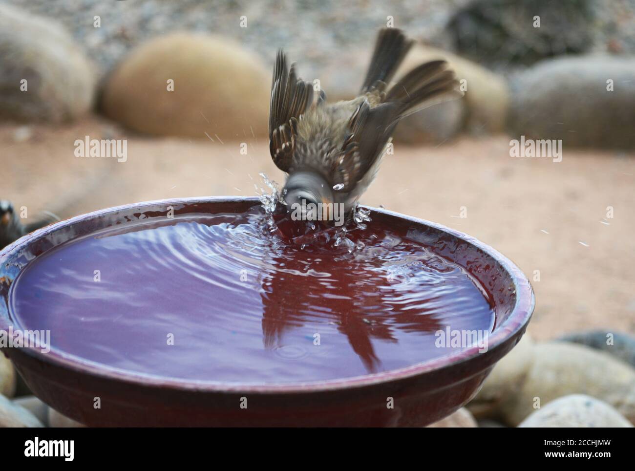 Ein Sperling genießt ein Hinterhof Vogel Bad im amerikanischen Südwesten. Stockfoto Ein Sperling genießt ein Hinterhof Vogel Bad im amerikanischen Südwesten. Stockfoto