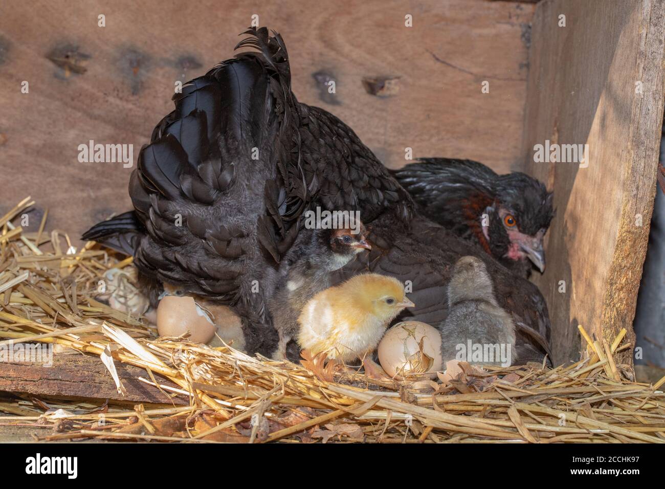 Broody Hen, mit schützendem rechten Flügel leicht angehoben, um schlüpfende Küken zu offenbaren. Jungtiere, die nach einundzwanzig Tagen Inkubation aus Eiern hervorgehen. Stockfoto