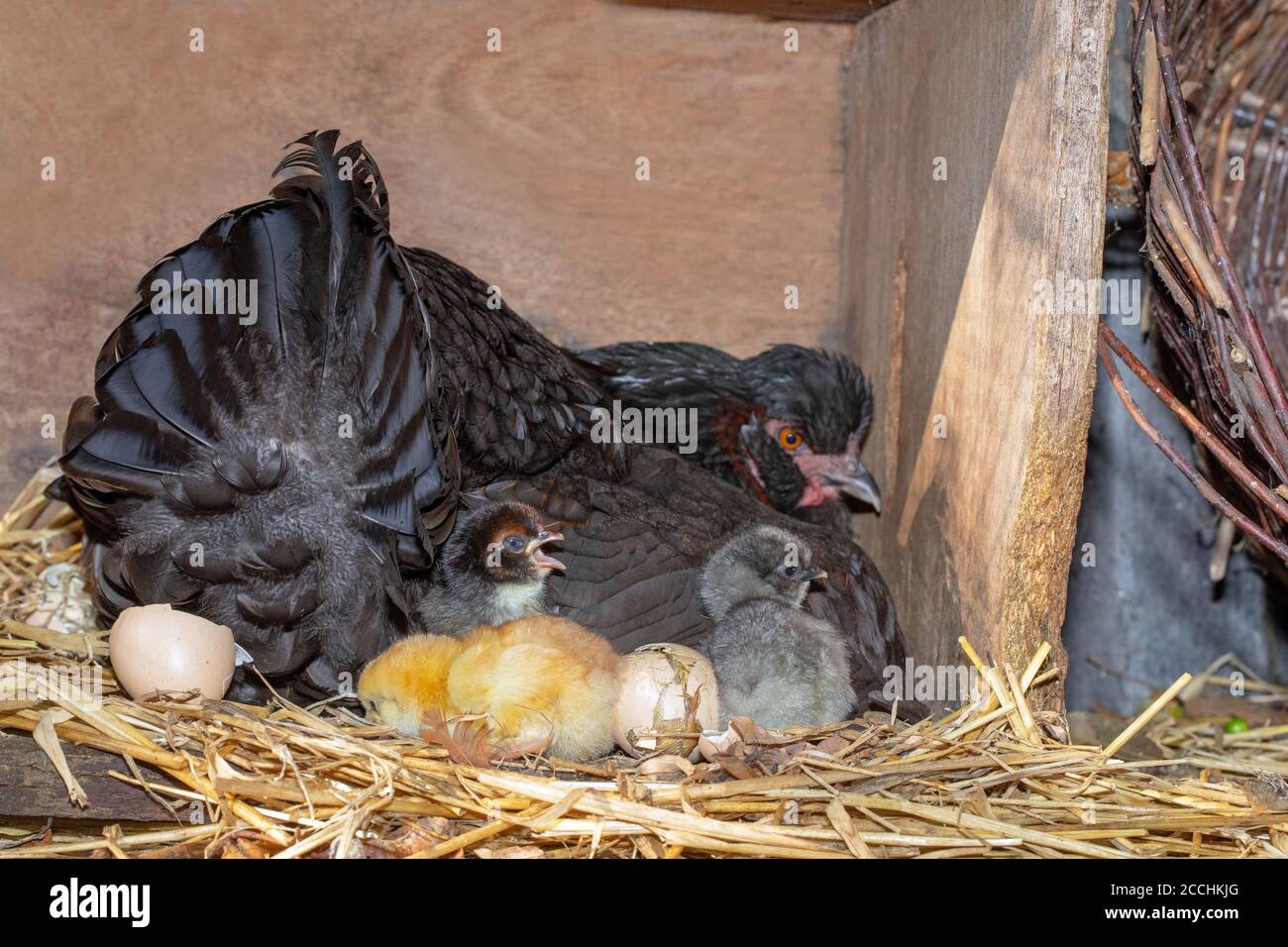 Broody Hen, mit einem schützenden rechten Flügel leicht angehoben, um schlüpfende Küken zu offenbaren. Jungtiere, die nach einundzwanzig Tagen Inkubation aus Eiern hervorgehen. Stockfoto